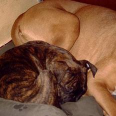 Amerikansk bulldog molly