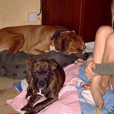 Amerikansk bulldog molly