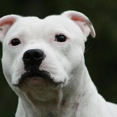 Staffordshire bull terrier Günter