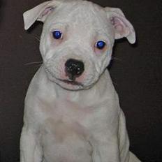 Staffordshire bull terrier Günter