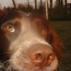Engelsk springer spaniel Rosso