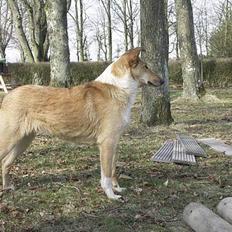 Collie korthåret Dansk Champ Wanja 