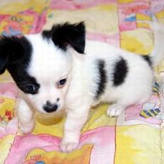 Chihuahua Snoopy