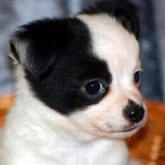 Chihuahua Snoopy