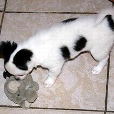 Chihuahua Snoopy