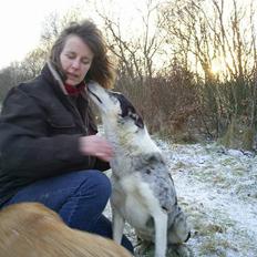 Collie korthåret Blue Vasco van Midden-Aar