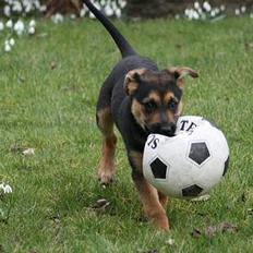 Blanding af racer Soffi