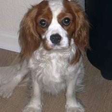 Cavalier king charles spaniel Gizmo