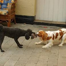 Cavalier king charles spaniel Gizmo