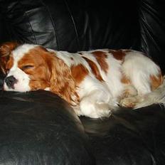 Cavalier king charles spaniel Gizmo