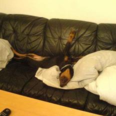 Dobermann Rocco R.I.P