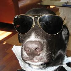 Blanding af racer Zeus Max