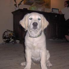 Golden retriever Zenta