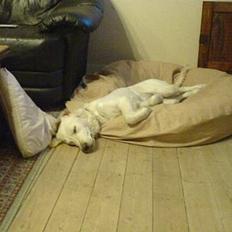 Golden retriever Zenta