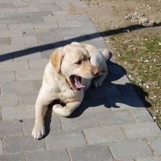 Labrador retriever Zack