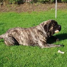 Mastiff Freja