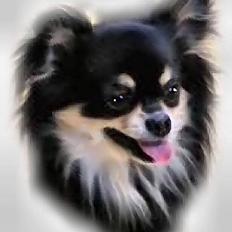 Chihuahua "Louis"