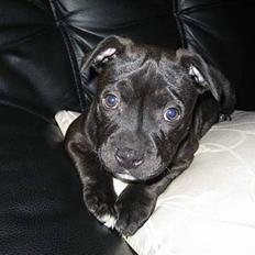 Staffordshire bull terrier (¯`´·.¸ Spike ¸.·´´¯)