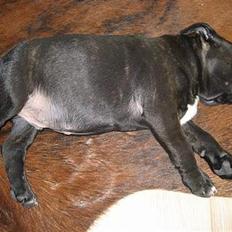 Staffordshire bull terrier (¯`´·.¸ Spike ¸.·´´¯)