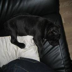 Staffordshire bull terrier (¯`´·.¸ Spike ¸.·´´¯)