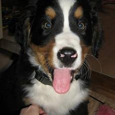 Berner sennenhund Manse