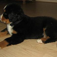 Berner sennenhund Manse