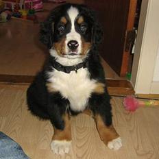 Berner sennenhund Manse