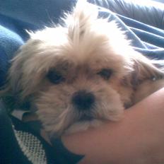 Shih tzu Emma R.I.P