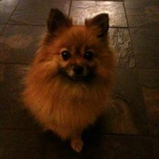 Pomeranian Cise