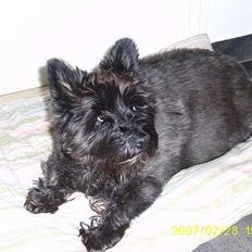 Cairn terrier Didde