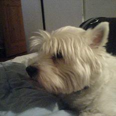 West highland white terrier Anton