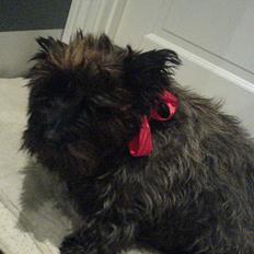Cairn terrier Didde