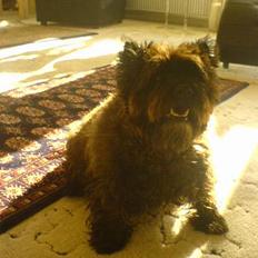 Cairn terrier Didde