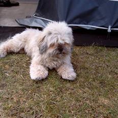 Lhasa apso bonnie.*Død d 14/11 2008*
