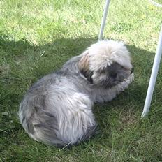 Lhasa apso bonnie.*Død d 14/11 2008*