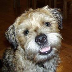 Border terrier Fredenslunds Darwin