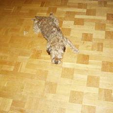 Border terrier Fredenslunds Darwin