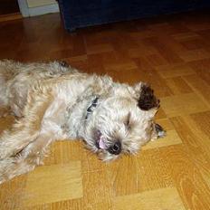 Border terrier Fredenslunds Darwin