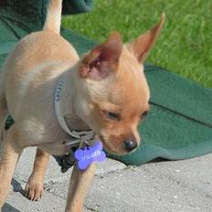 Chihuahua santino
