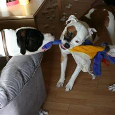 Amerikansk bulldog JAB´s Abby himmel hund 