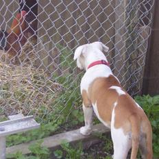 Amerikansk bulldog JAB´s Abby himmel hund 