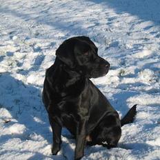 Labrador retriever Buster