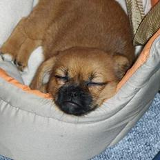 Blanding af racer Bonnie