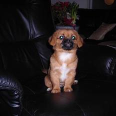 Blanding af racer Bonnie