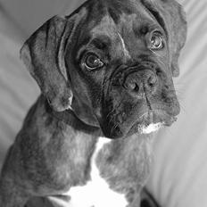 Boxer na frej vics amaryllis