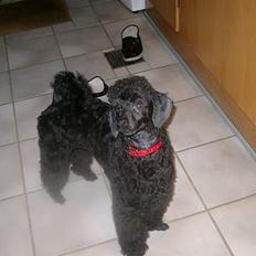 Mellempuddel Stritte