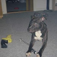 Amerikansk staffordshire terrier Diva