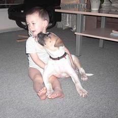 Amerikansk bulldog liva