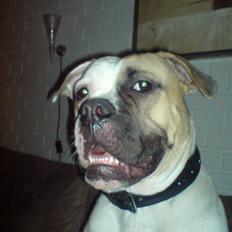Amerikansk bulldog liva