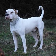 Amerikansk bulldog Østergård's Whitey "Ozzy"
